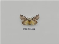 藏品(夜蛾613)的圖片